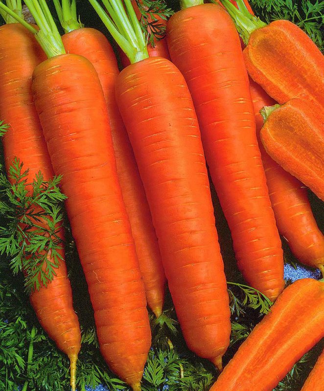 Morcovul, efecte terapeutice în tulburări de creștere la copii sau anemie 36095