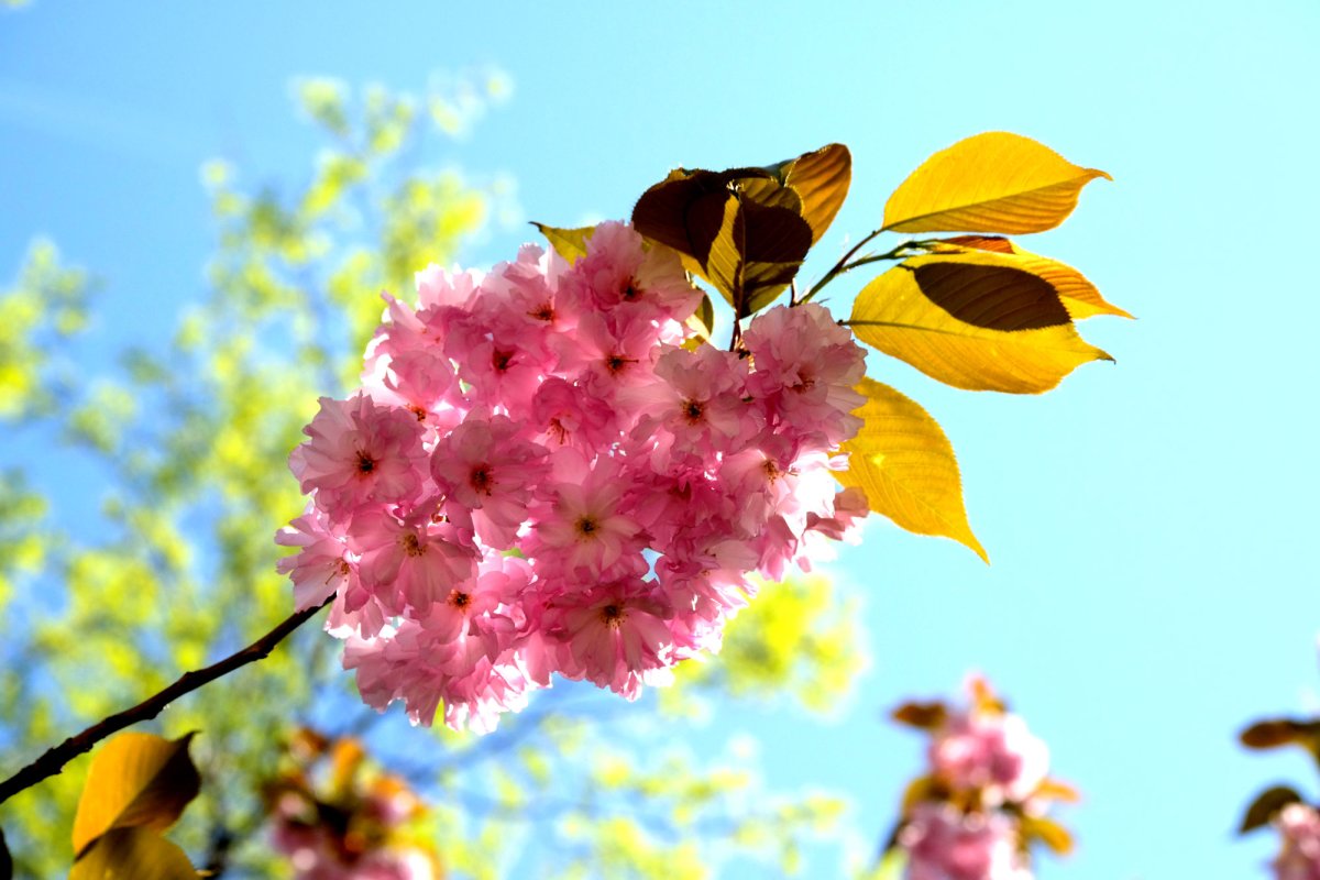 Despre o meteahnă pământească cu urmări 36020