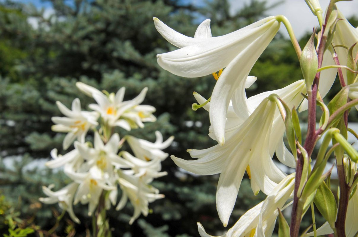 Noua minune a Sfinţilor Pahomie de la Gledin şi Ioan cel Nou de la Suceava 35475