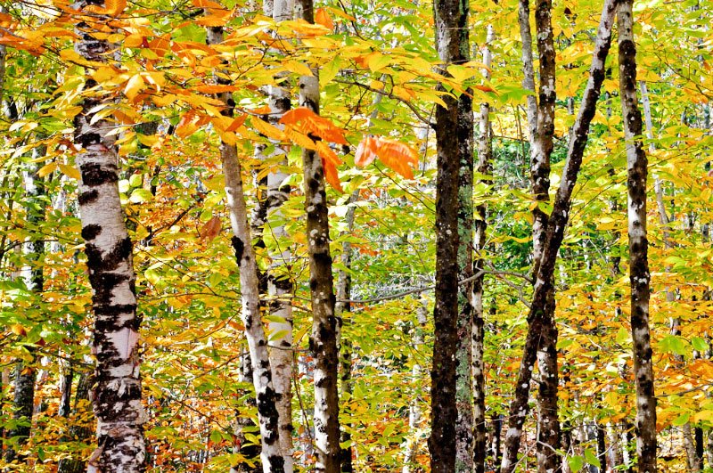 Înstrăinarea, postul și singurătatea 35440