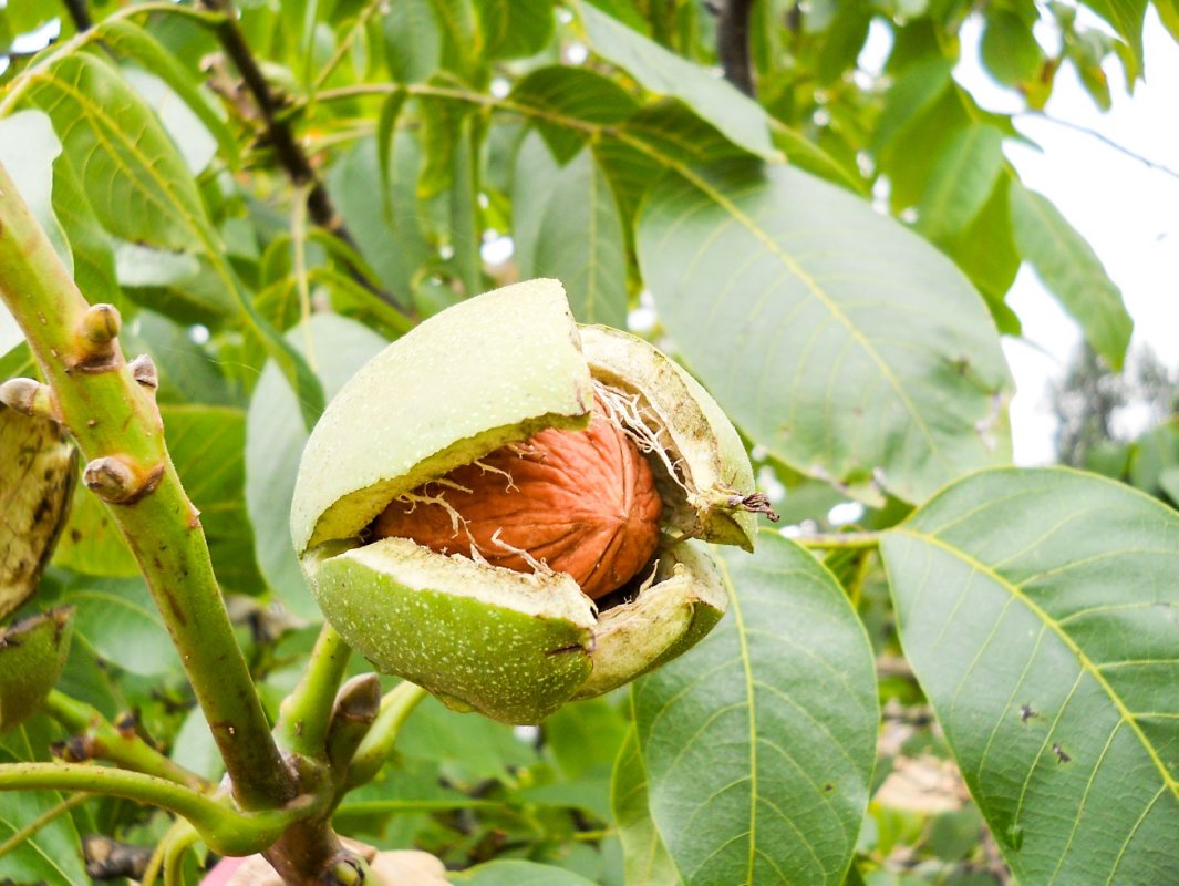 România ar putea redeveni mare producător de nuci 35096