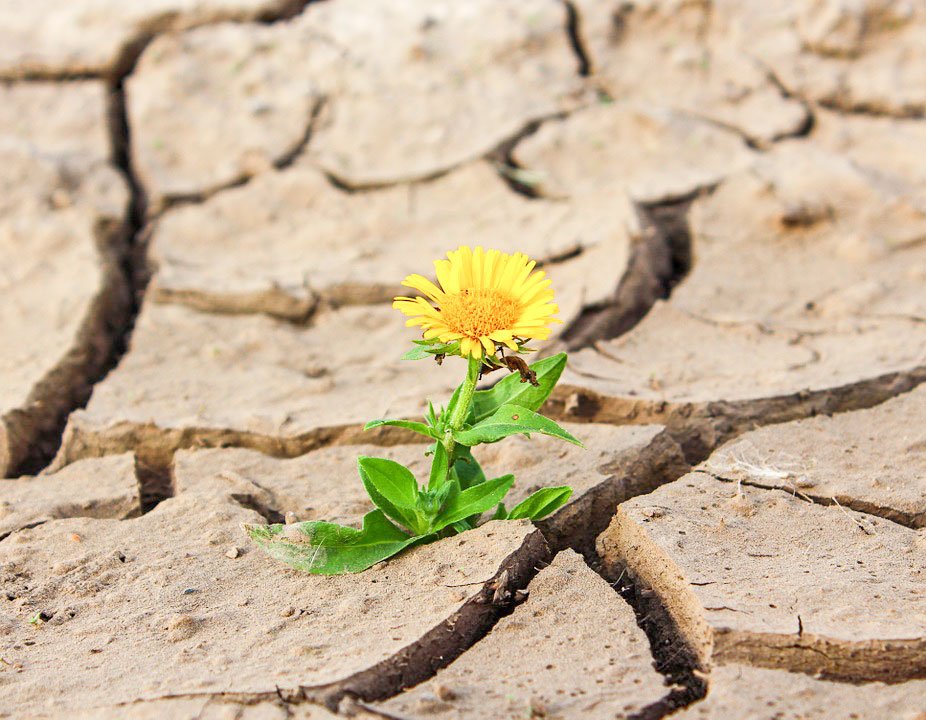 Miracol și smerenie 35028