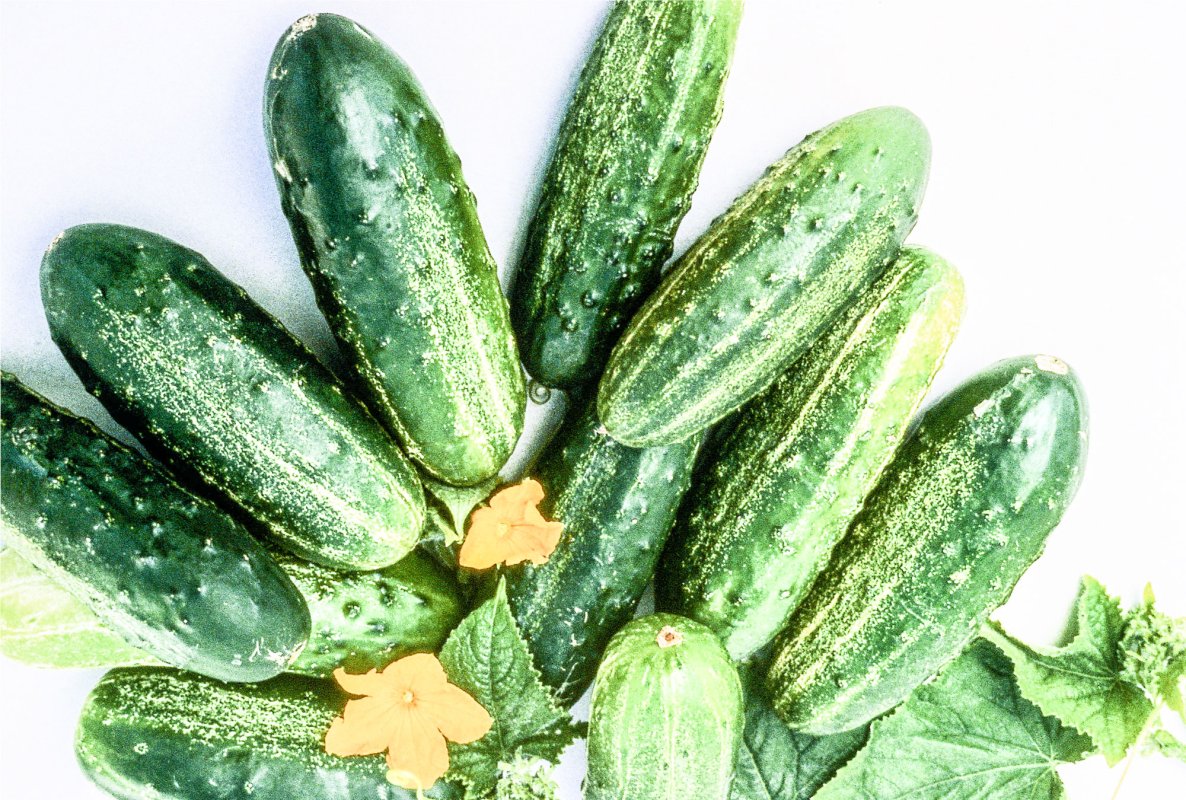 Castravetele, adjuvant în boli renale și pancreatită 34759