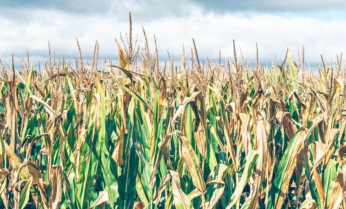 Lunile de vară vor fi tot mai călduroase 29934