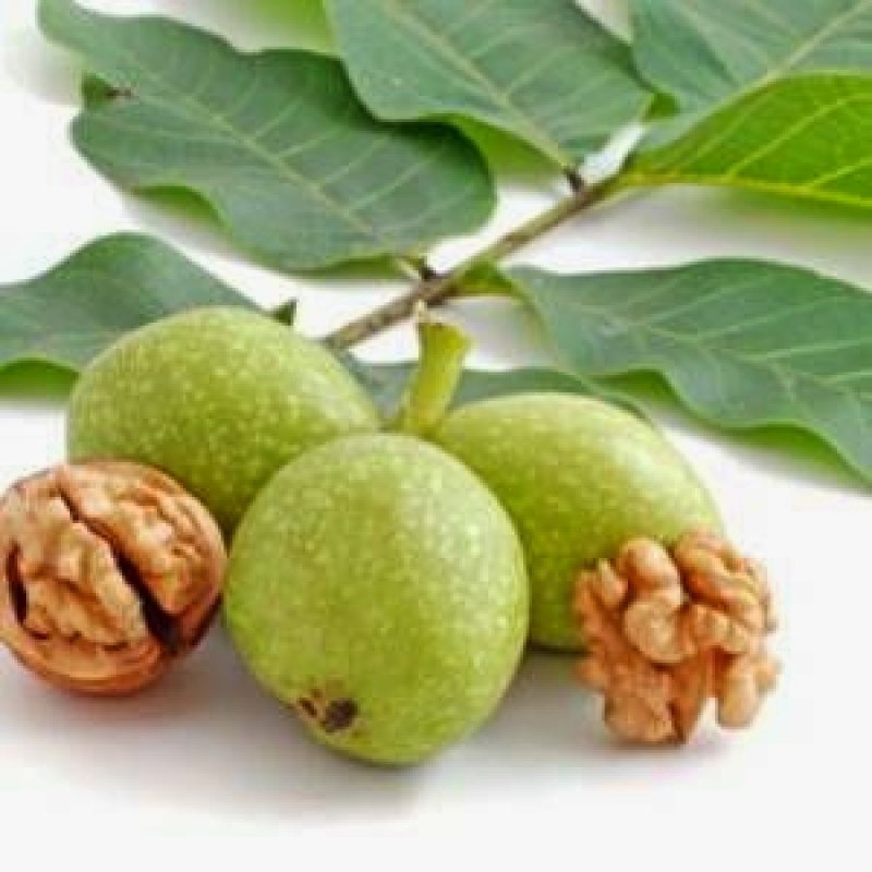 Tot ceea ce produce nucul poate fi folosit în scopuri medicinale  29836