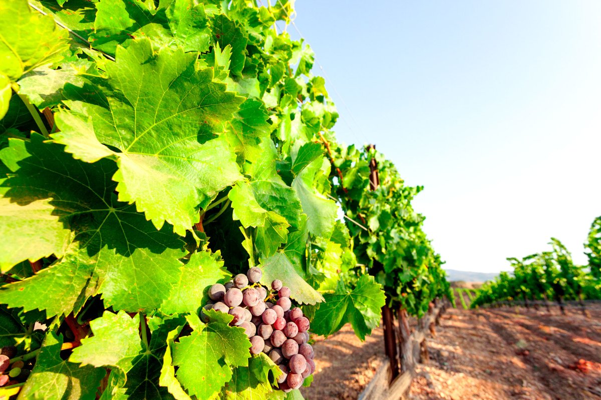 Viticultorii români revalorizează soiurile tradiţionale de struguri 29636