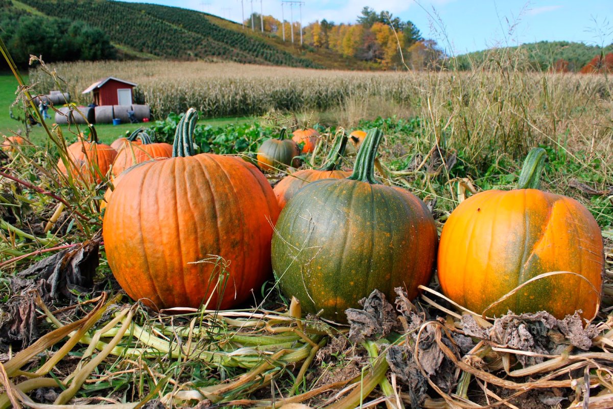 Copilul și adolescentul în zodia Halloween 29329