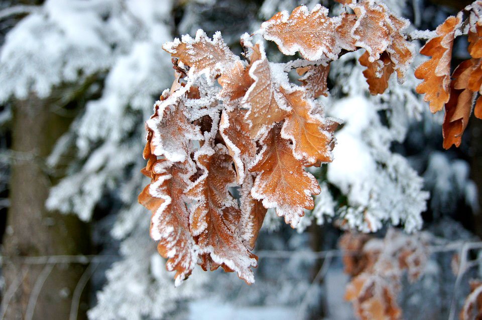 De ce nu a nins alaltăieri 27039