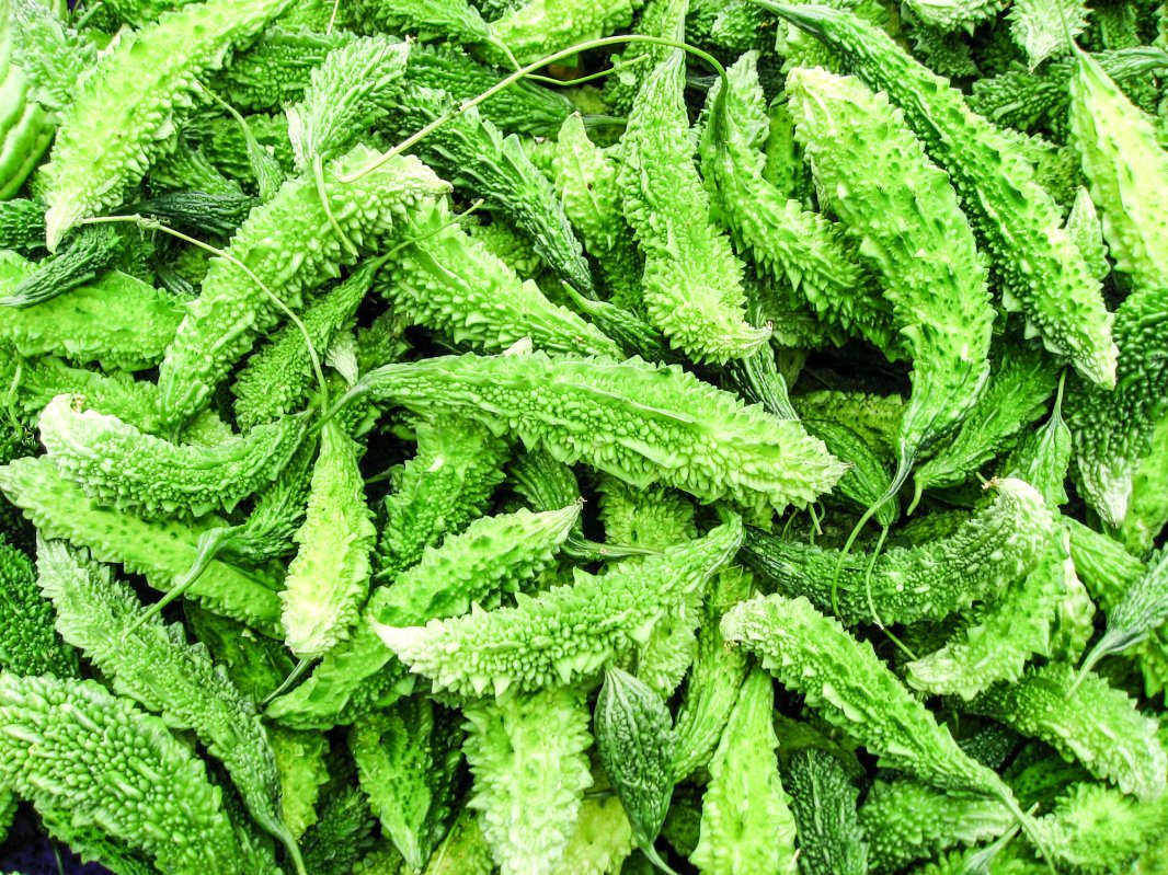 Un nou soi de castravete amar la vânzare în România 26489