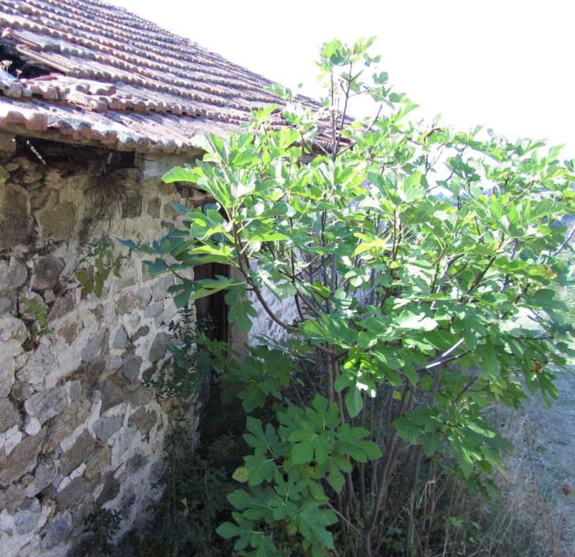 Luca 21, 28-33 26235