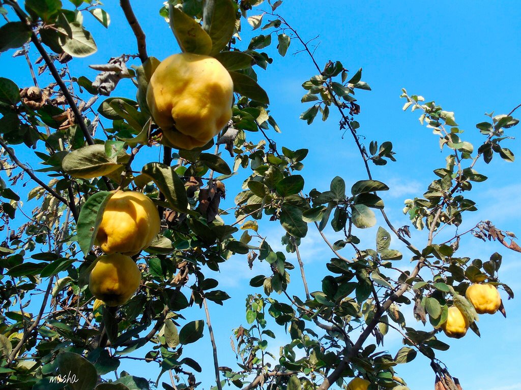 În limba gutuiască, despre Crăciun! 26158