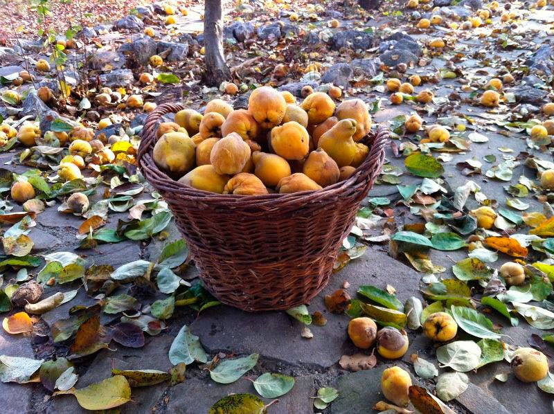 În limba gutuiască, despre Crăciun! 26159