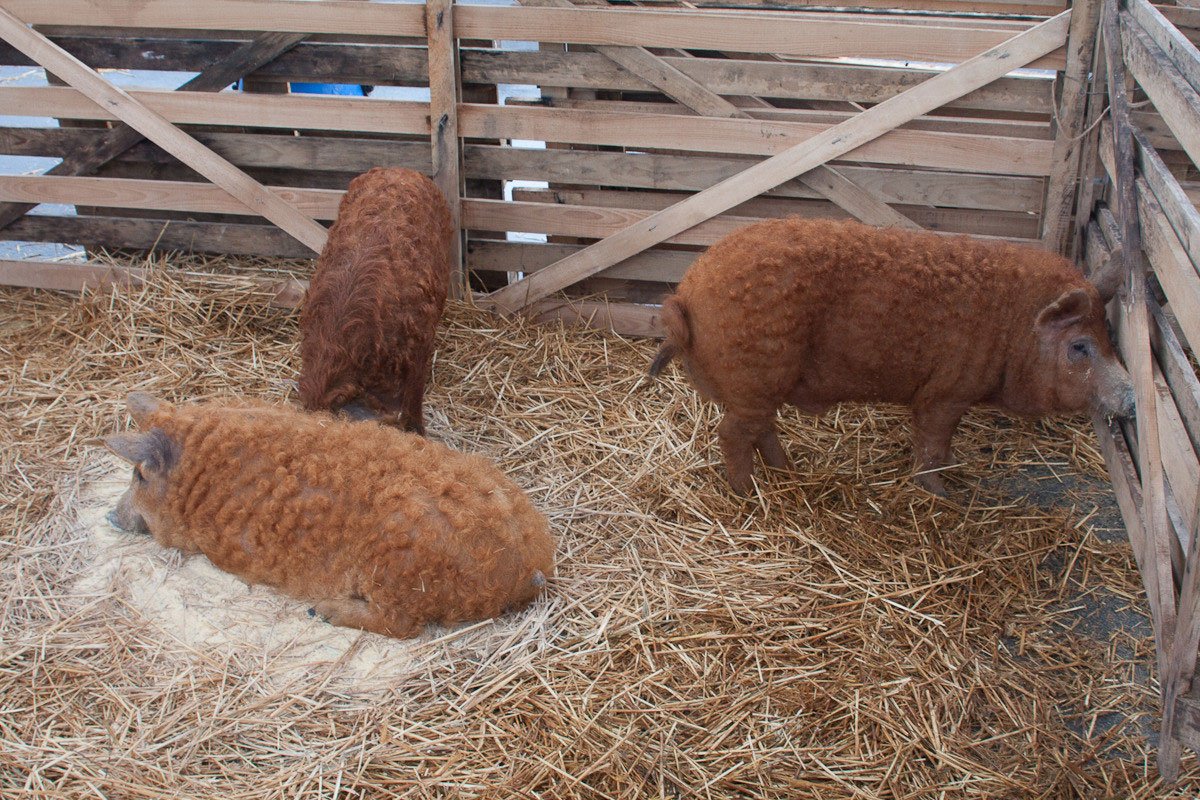 Sprijin pentru crescătorii de porci  25366