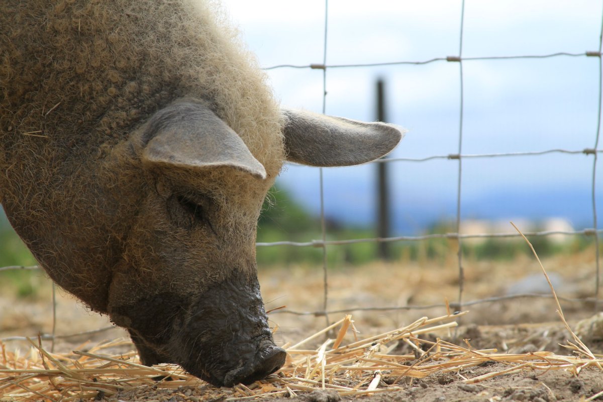 Sprijin pentru crescătorii de porci  25367