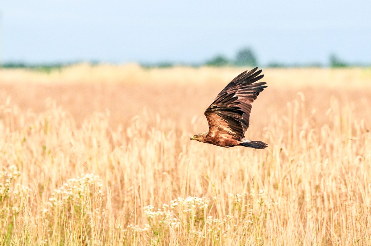 Plăţi compensatorii de sute de euro pe hectar 22797