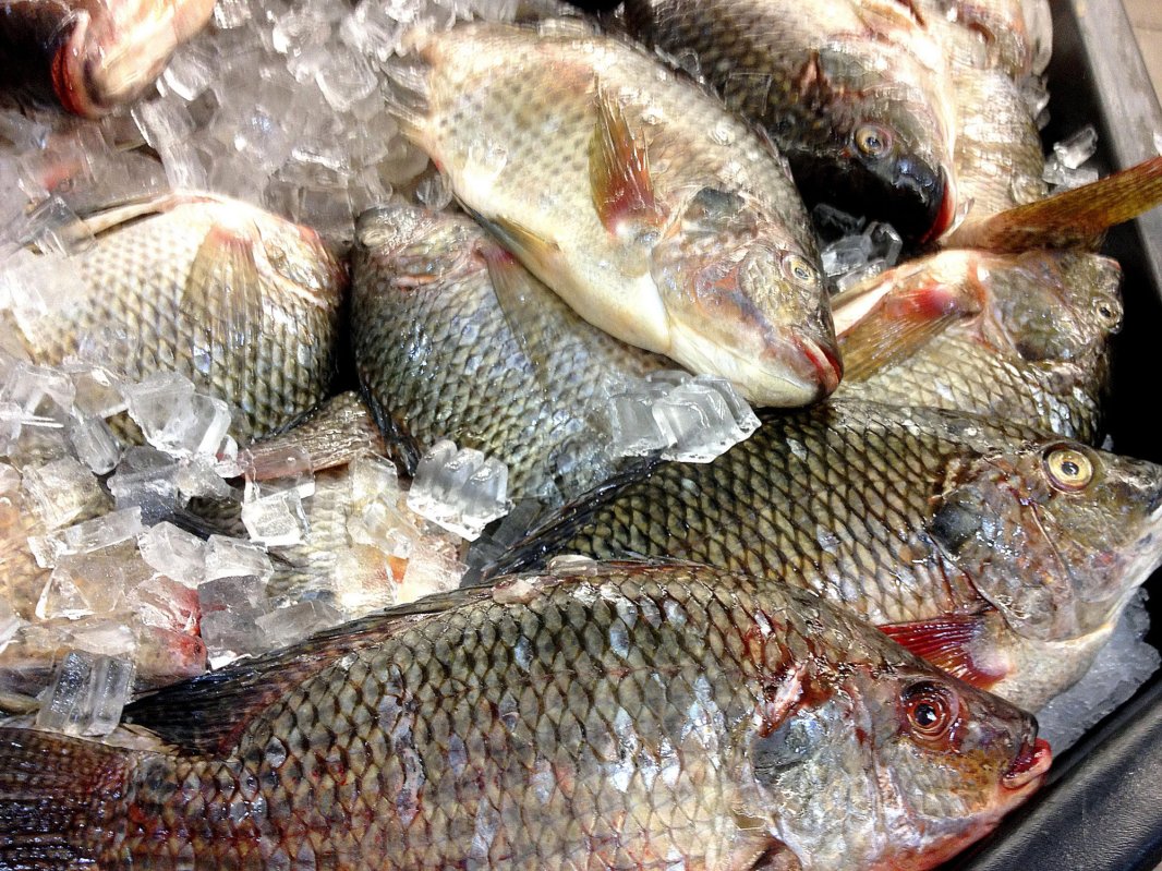 Atenţie la peştele pe care îl cumpăraţi! 21489