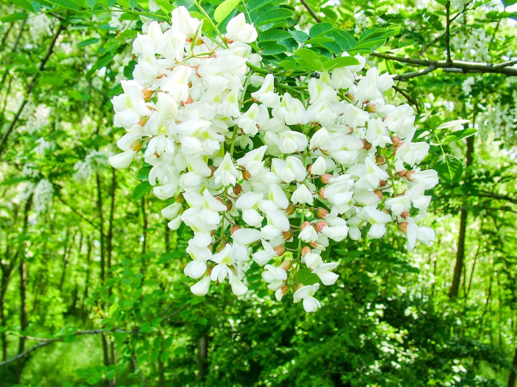 Lecția de caligrafie 21486