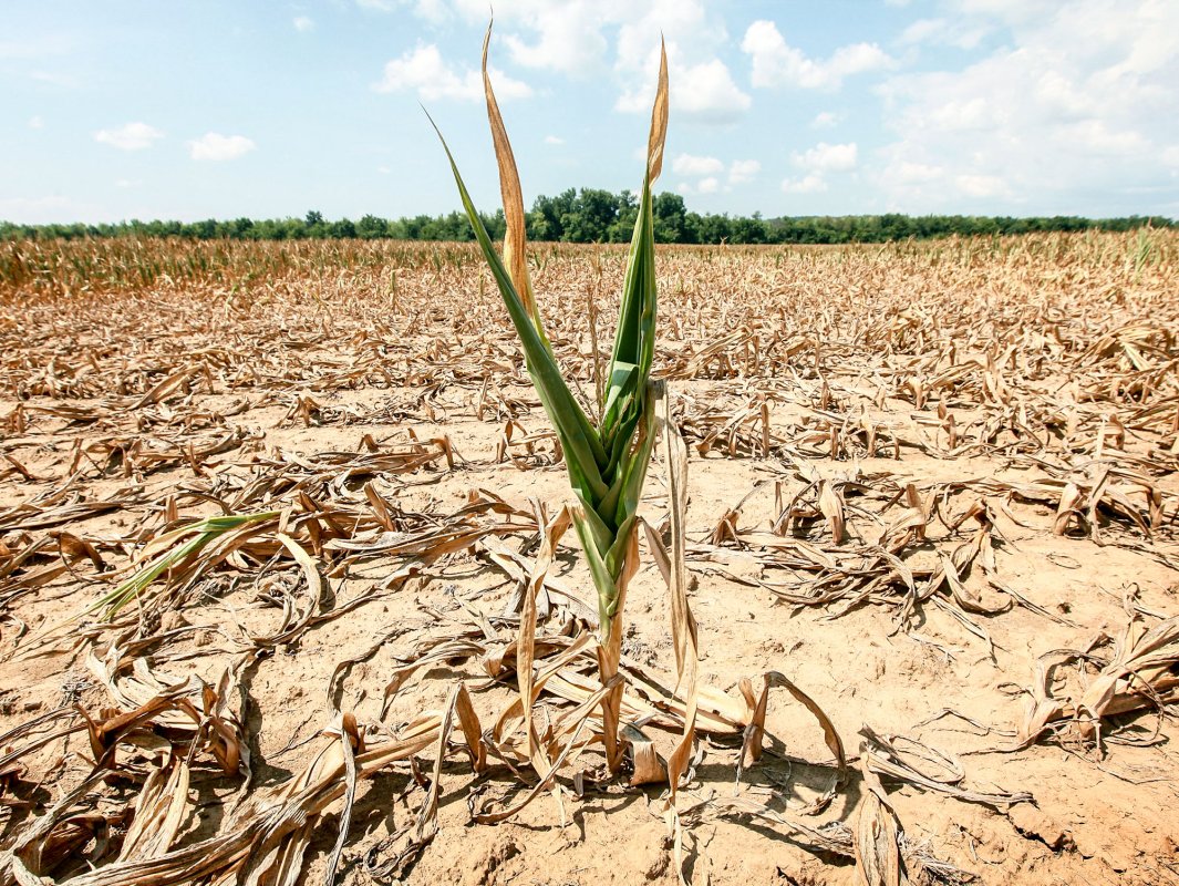 Clima va fi tot mai caldă și secetoasă 21430