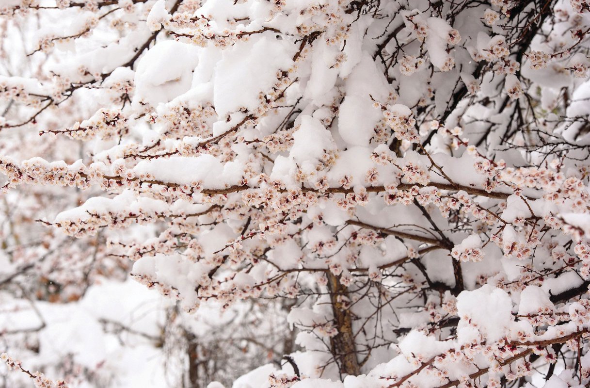 Probleme în agricultură din cauza frigului 21289