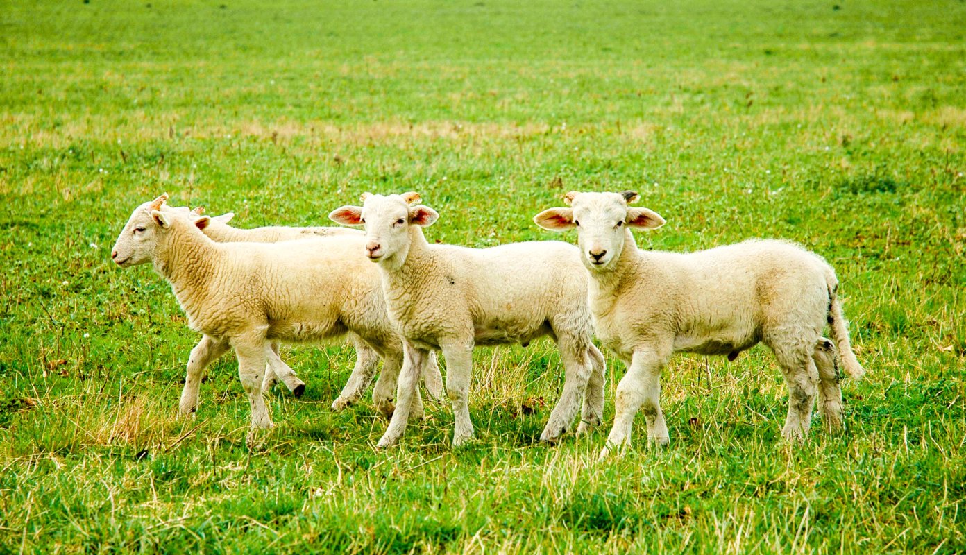 Carnea de miel ar putea fi mai scumpă în acest an 21142