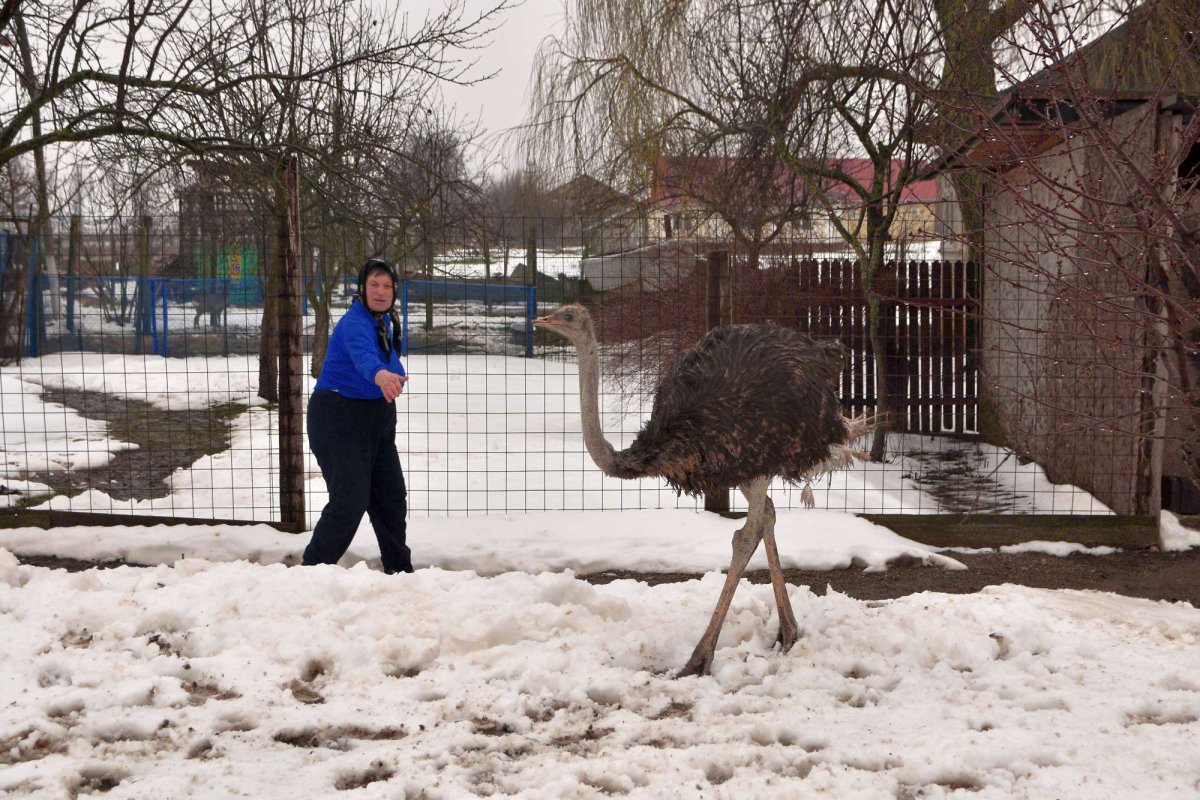 Dulceața nebănuită a lecției de la Amaru 20650