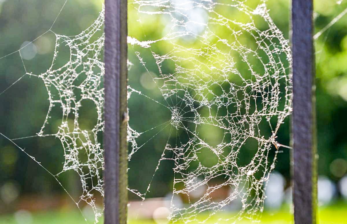 Rugăciunea ca o pânză de păianjen 20067