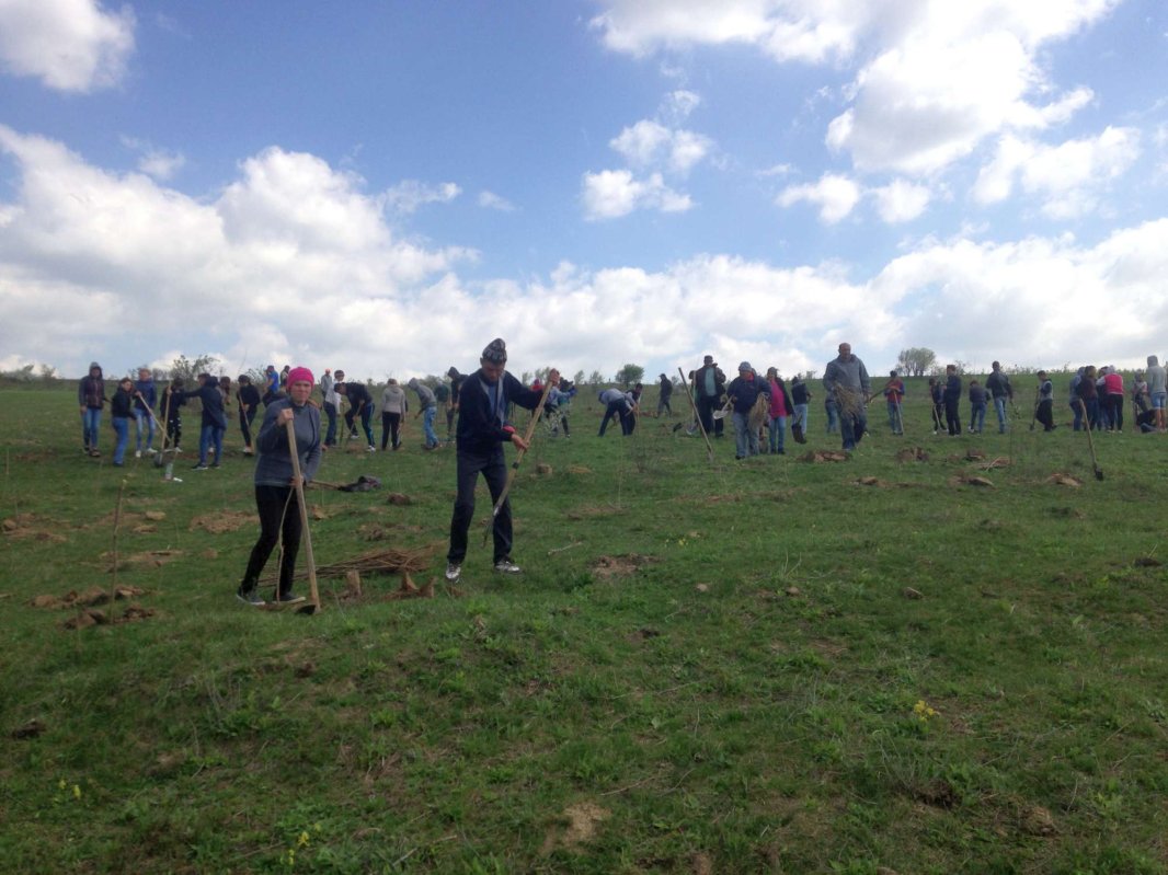 Activitate ecologică - Parohia Piscu Rusului a plantat 10.000 de puieţi de salcâm 19789