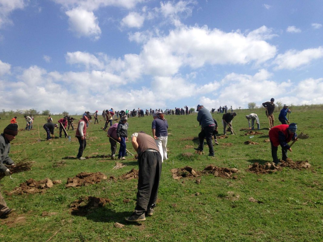 Activitate ecologică - Parohia Piscu Rusului a plantat 10.000 de puieţi de salcâm 19791