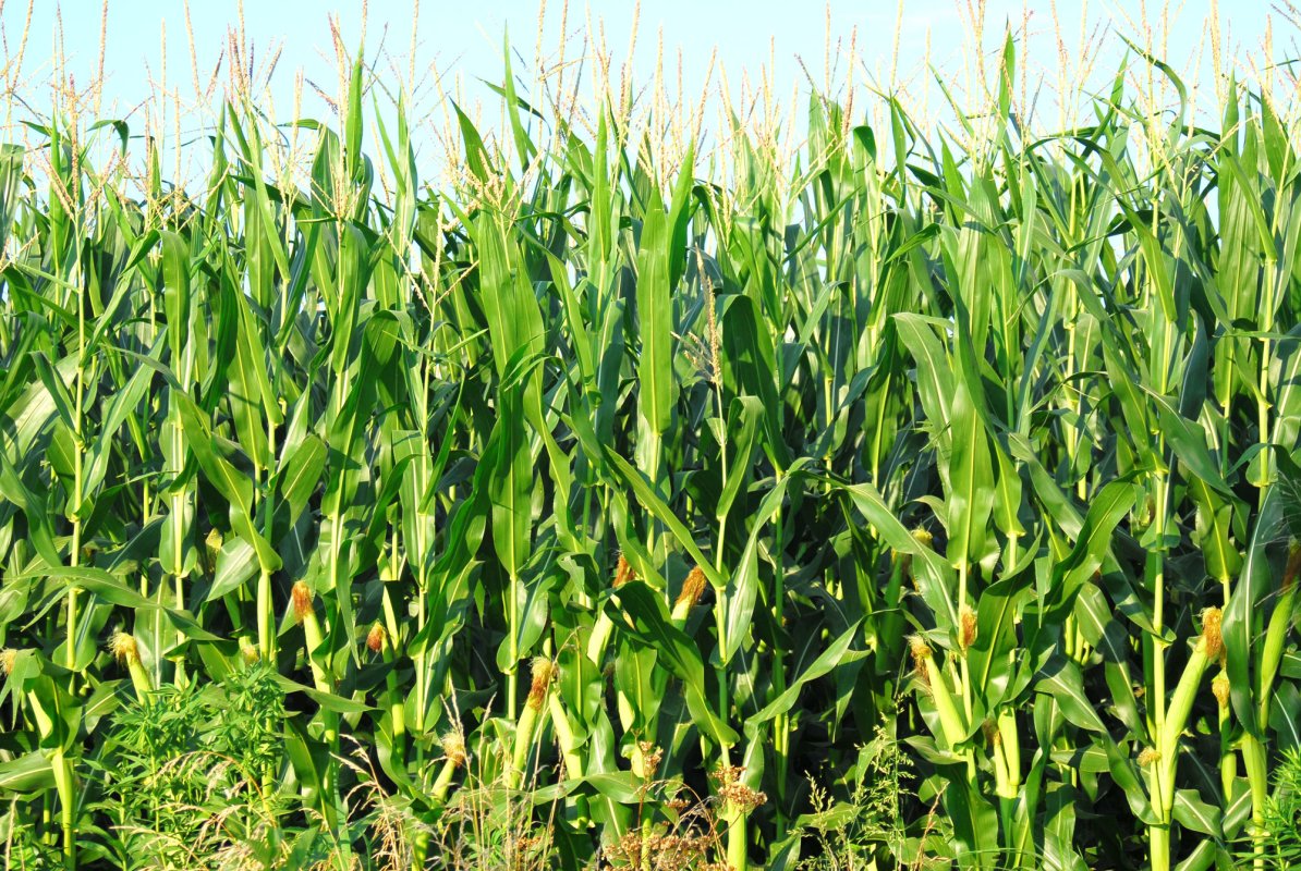 Fermele româneşti, afectate de interzicerea unor pesticide 19033