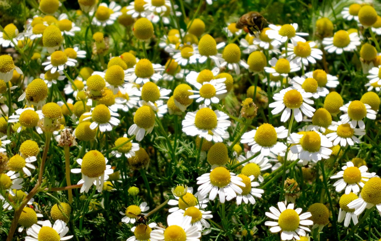 Plante aromatice eficiente în combaterea bolilor 18976