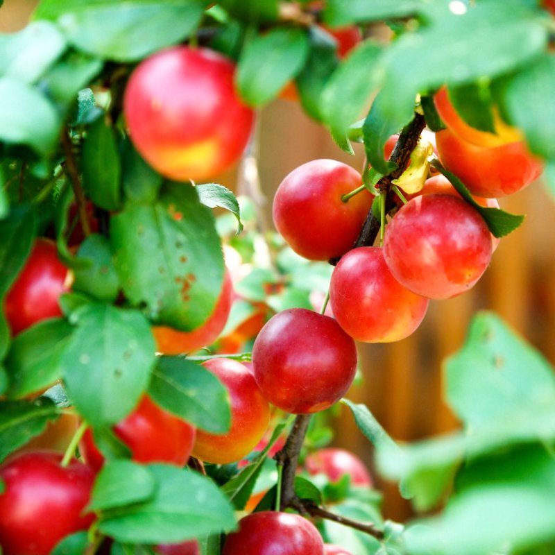 Corcodușele - subestimate, dar uimitor de benefice pentru organism 18091