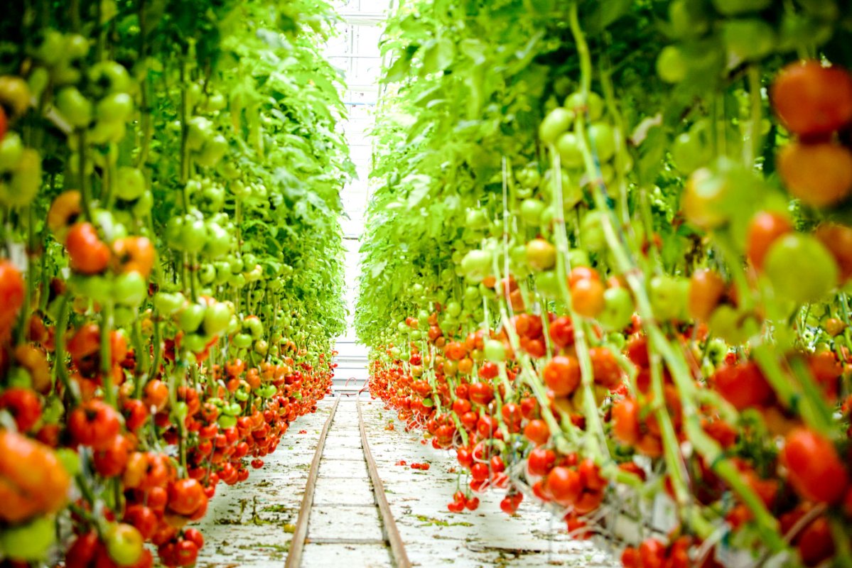 S-a prelungit termenul pentru programul „Tomate” 18092