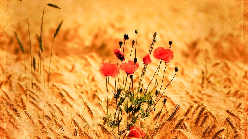 Grâul din icoană 17782