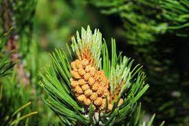 Virtuțile tămăduitoare ale mugurilor de brad 17620