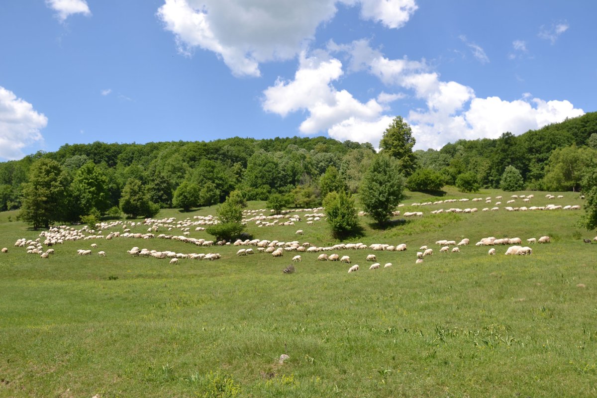 Pe Valea Cașinului s-a deschis drumul României Mari 17261