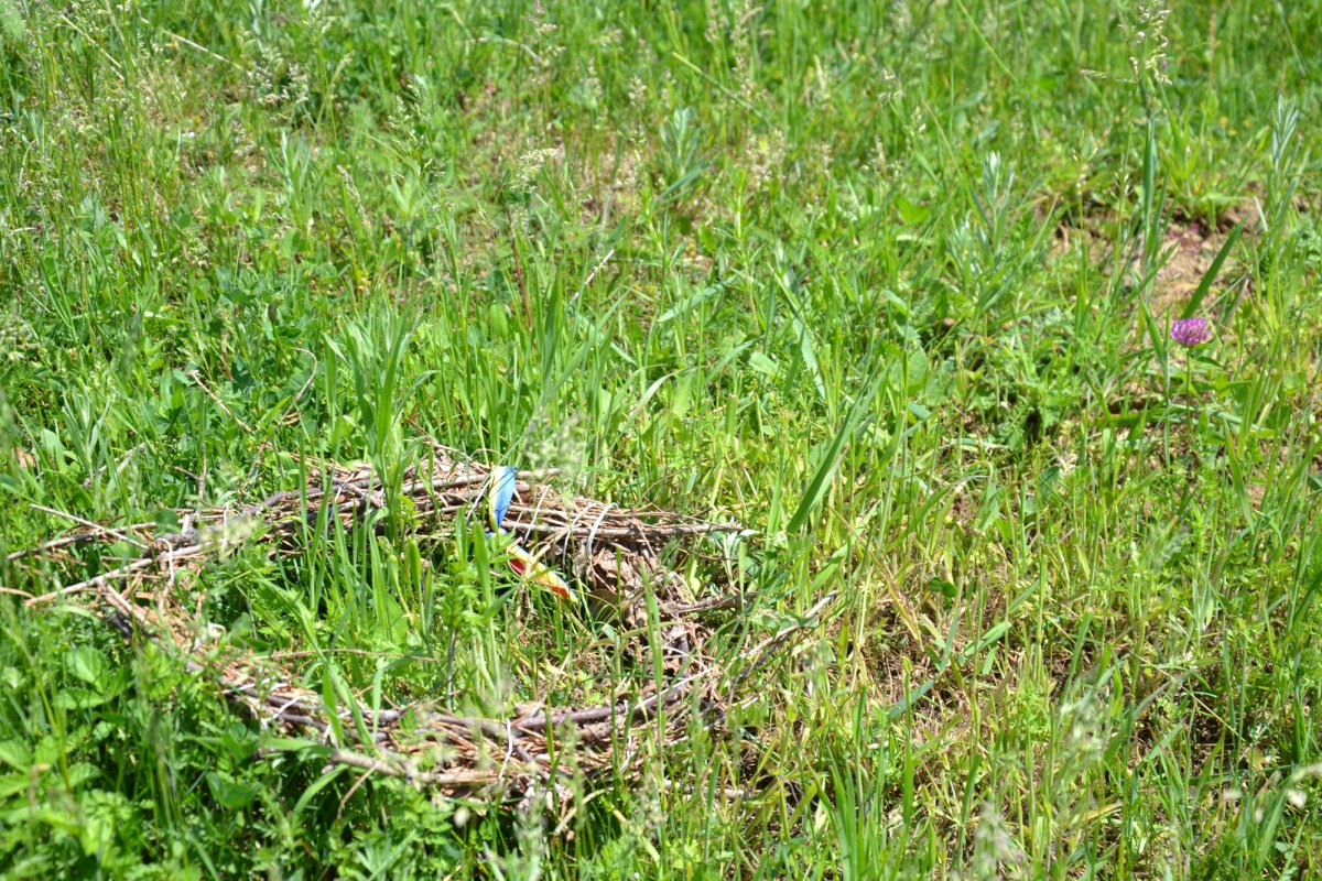 Pe Valea Cașinului s-a deschis drumul României Mari 17263