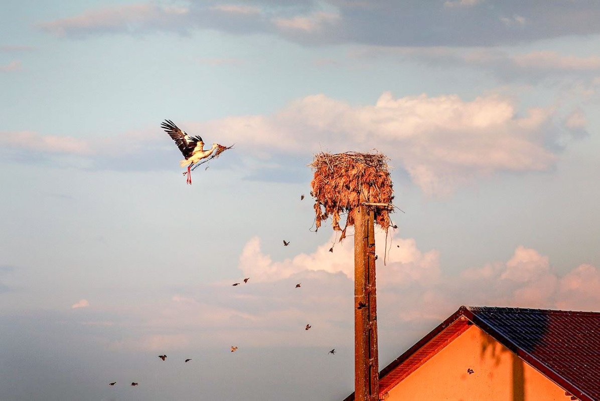 Chiriaș la păsări 17024