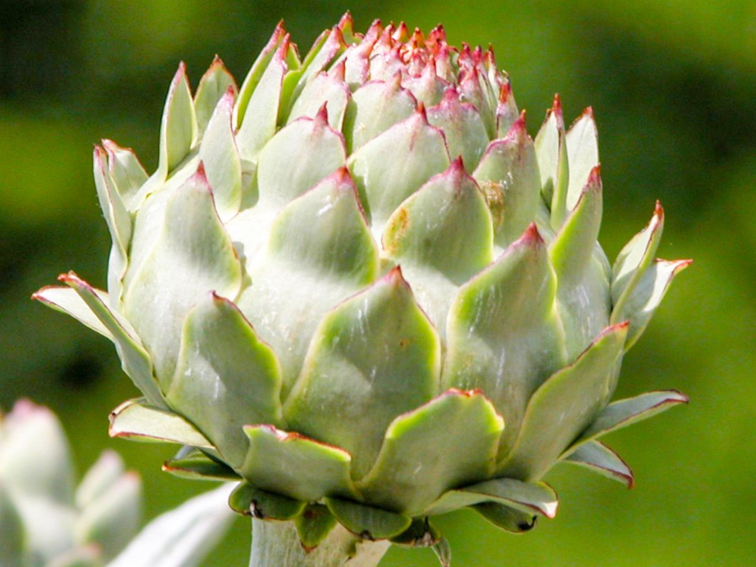 Tratamente pentru prevenirea infarctului miocardic 16894