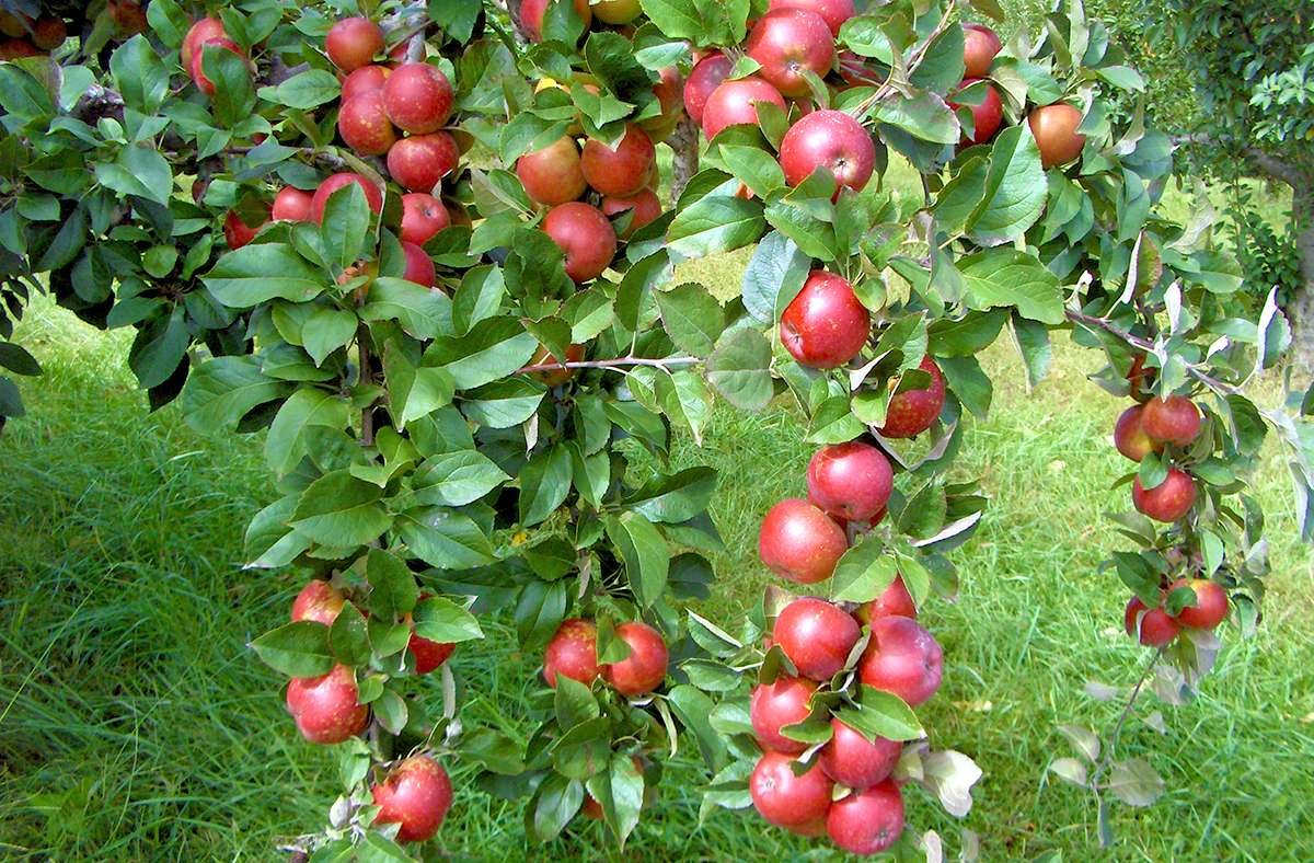 Sprijin financiar pentru producătorii de fructe 16198