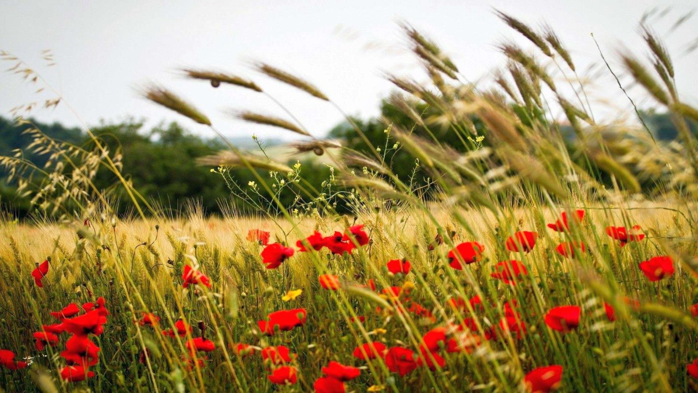 Leoarcă de înserare 16119