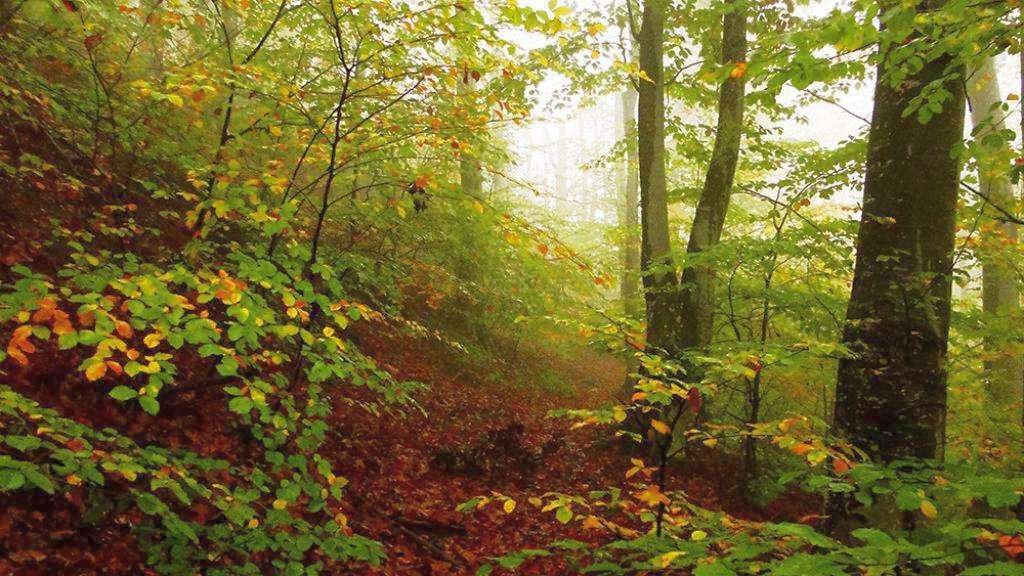 „Sânziene” literare 16116