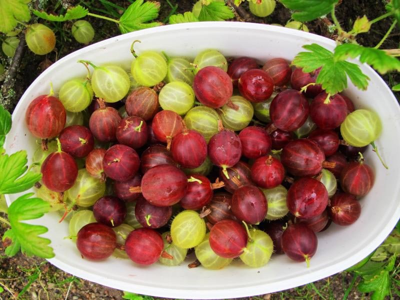 Cel mai puternic antibacterian natural din lume 15576