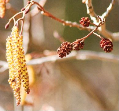 Arinul, un cicatrizant natural 14487