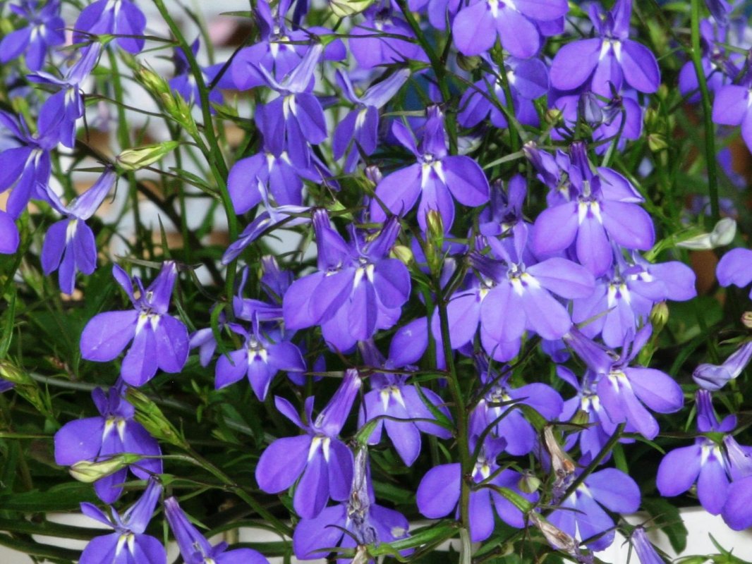 Tratamentele naturiste combat pofta de tutun 14066