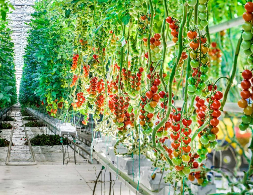 Finanţare pentru tinerii fermieri 14000