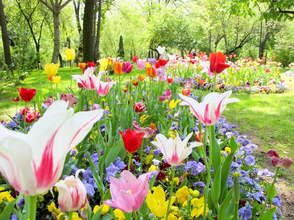 O floare și un grădinar 13907