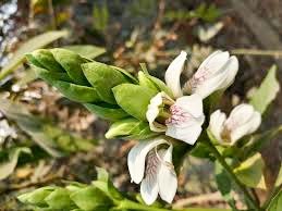 O floare și un grădinar 13908