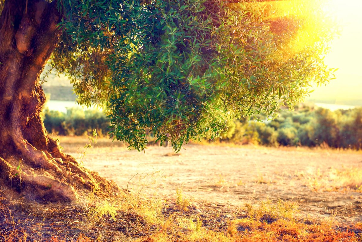 Hrănirea fizică și spirituală 13191