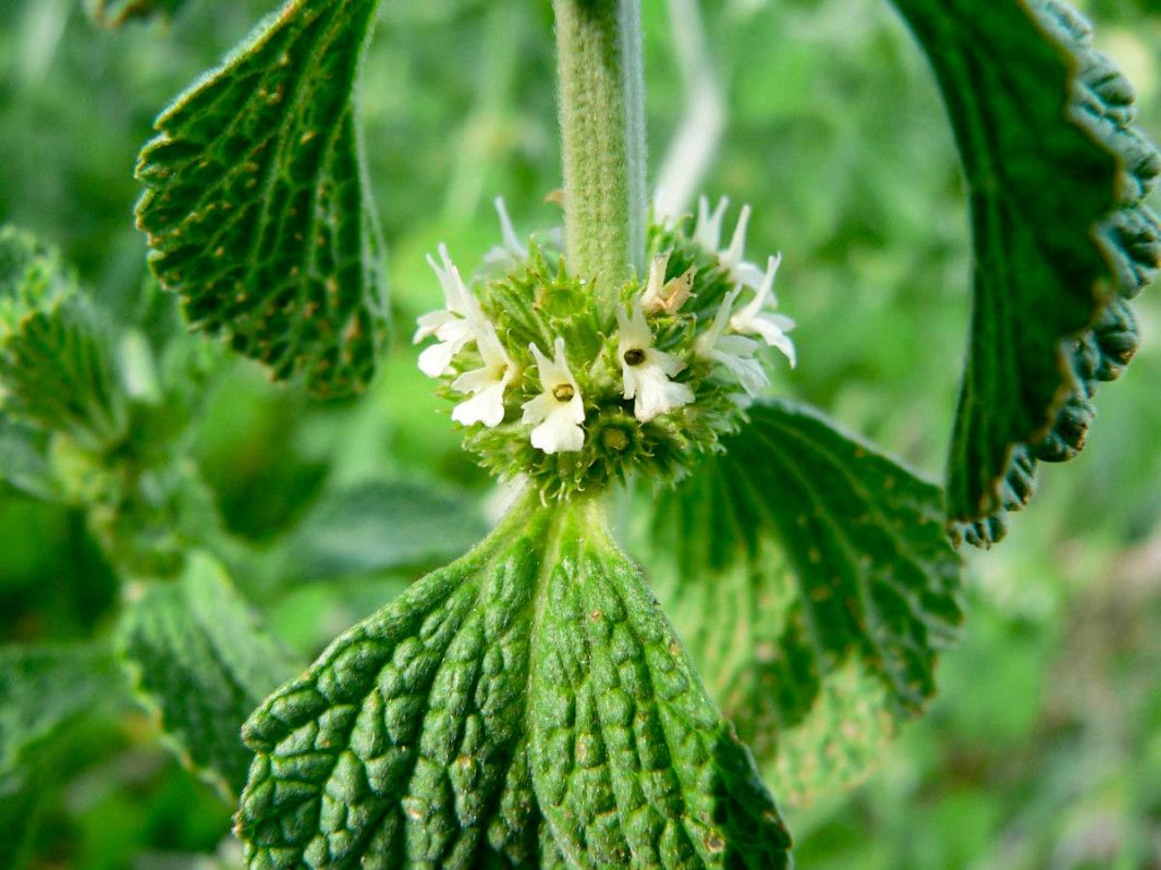 Ungurașul, expectorant natural 13192