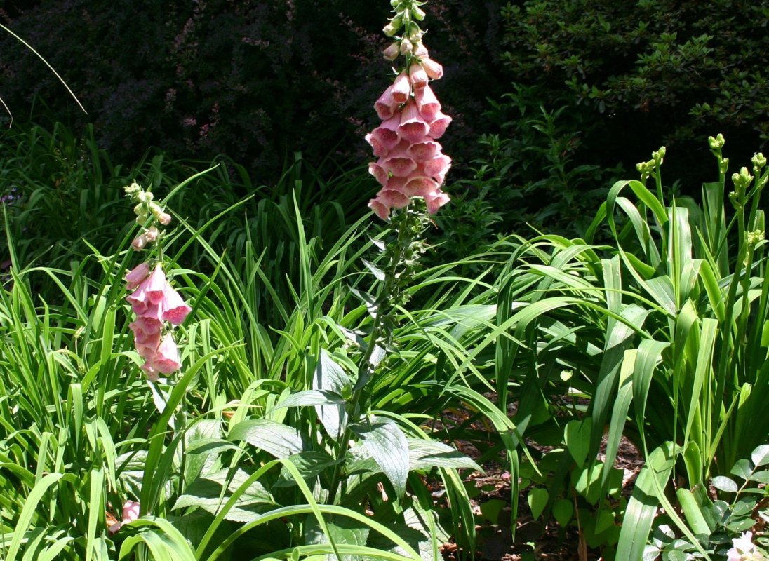 Degețelul, planta considerată cel mai bun tonic cardiac 12496